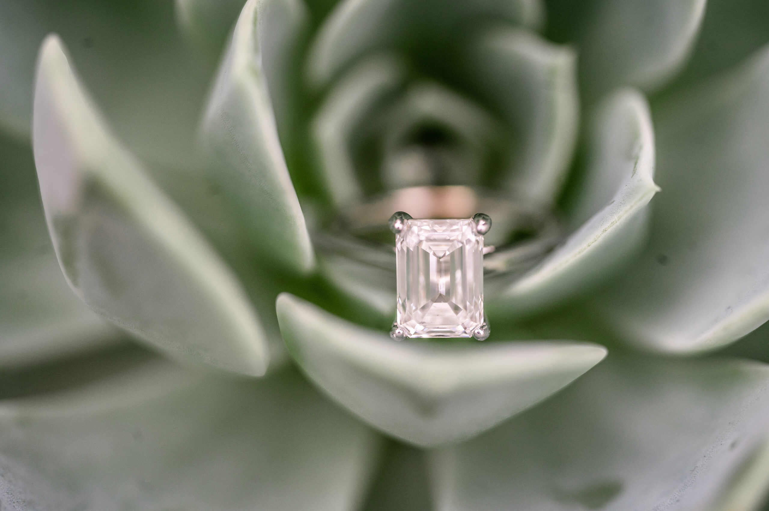 engagement ring succulent • Pittsburgh Surprise Proposal Photography | Engagement